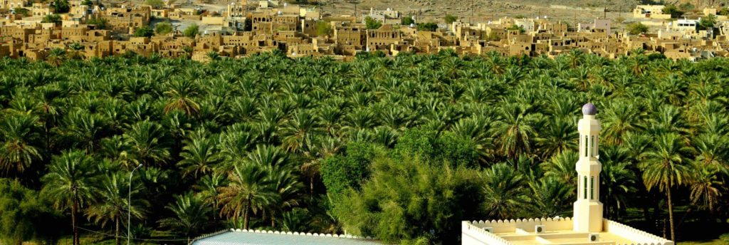 آمار تولید و مقدار زمین های نخل خرما در عمان